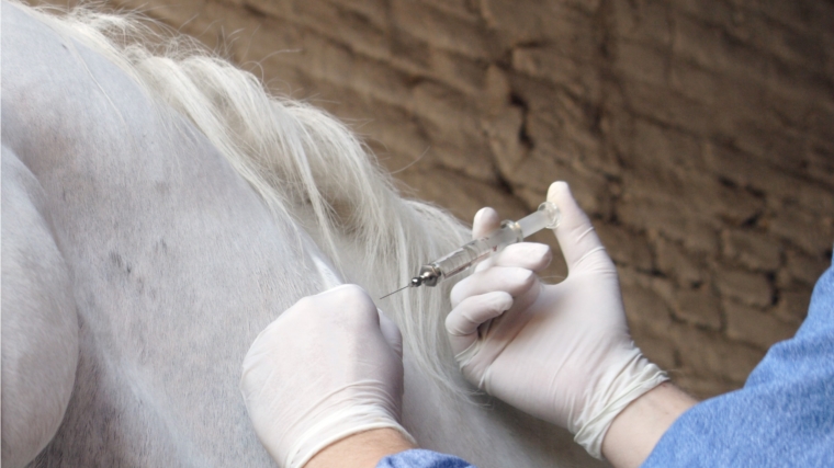 ВНИМАНИЕ! 15 февраля 2021 года состоится вакцинация лошадей против сибирской язвы